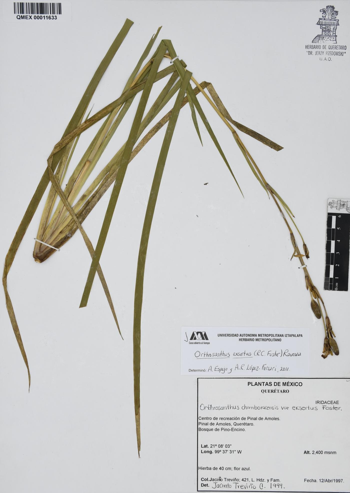 Orthrosanthus image